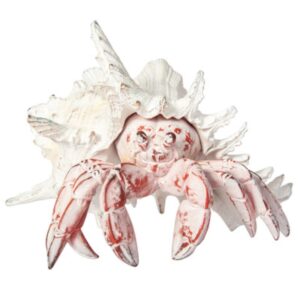 White Sea Shell is Home to a Red Hermit Crab